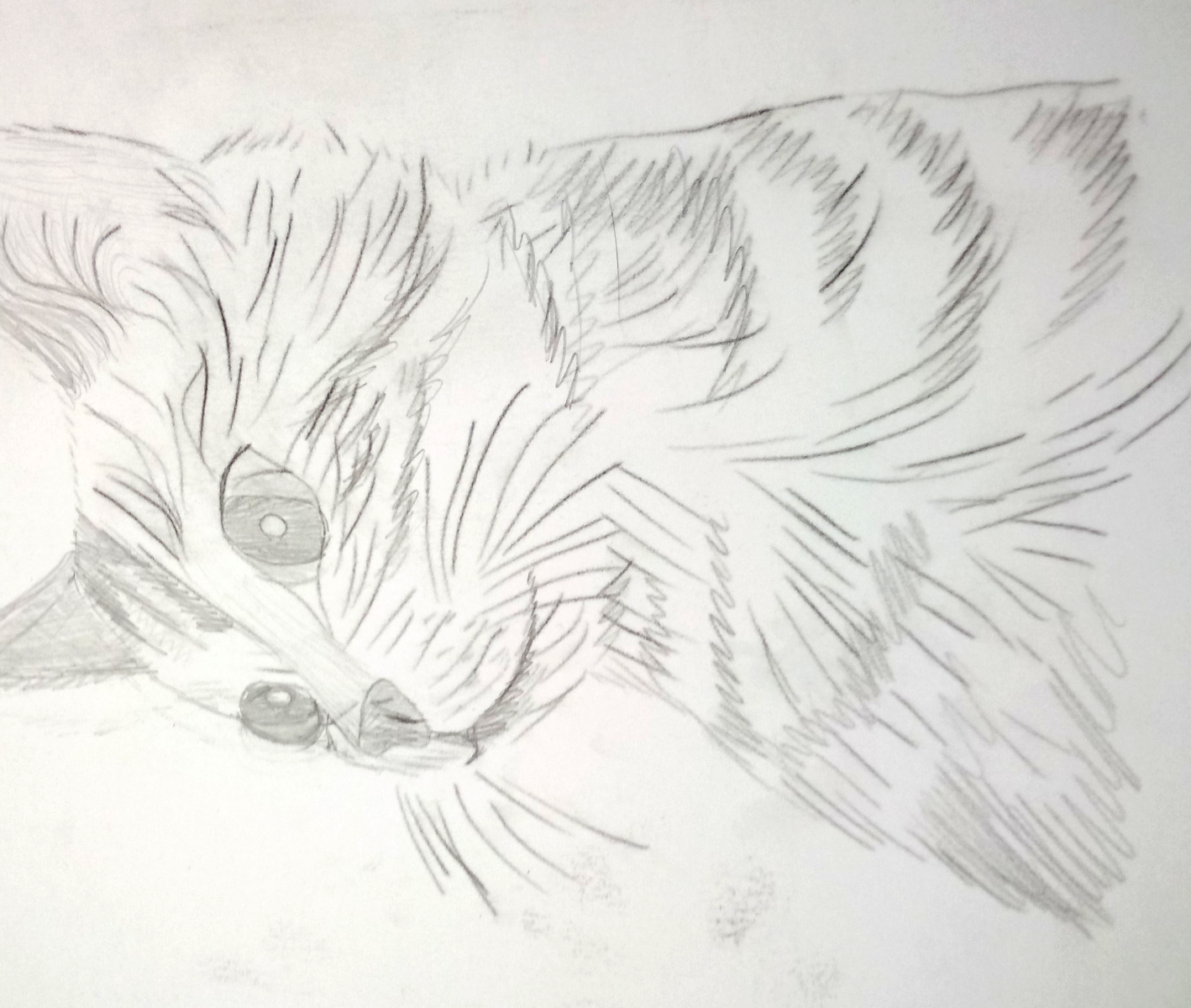 cat drawing