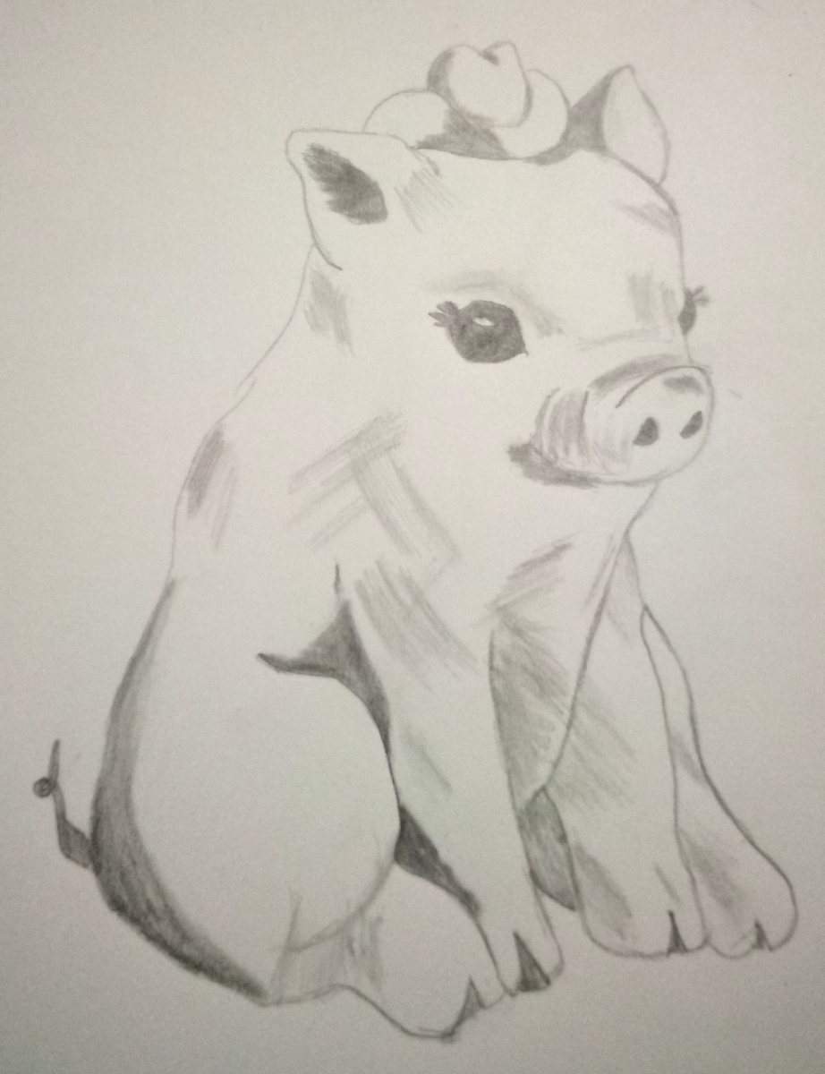 pig drawing