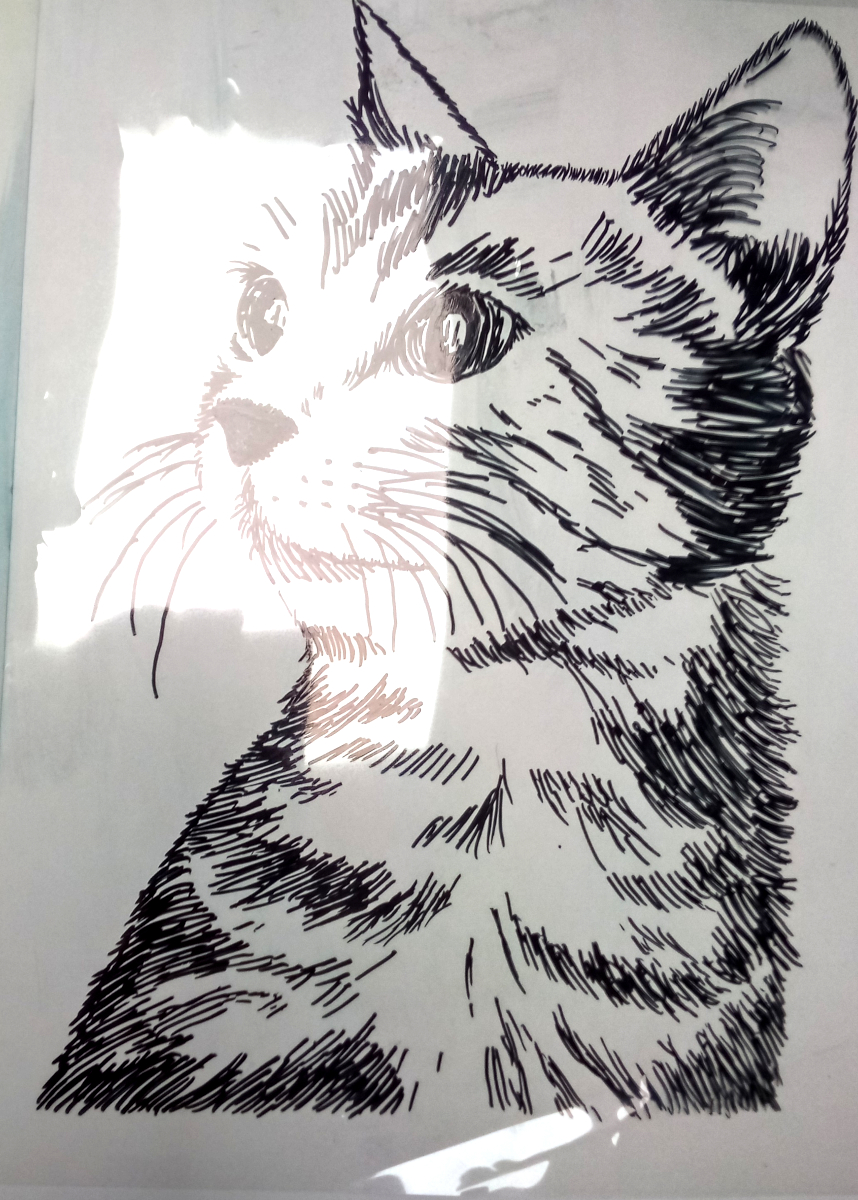 cat