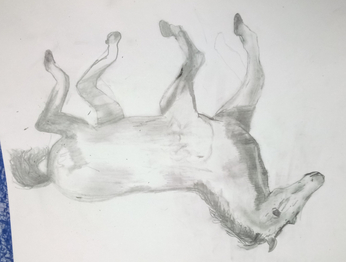 horse