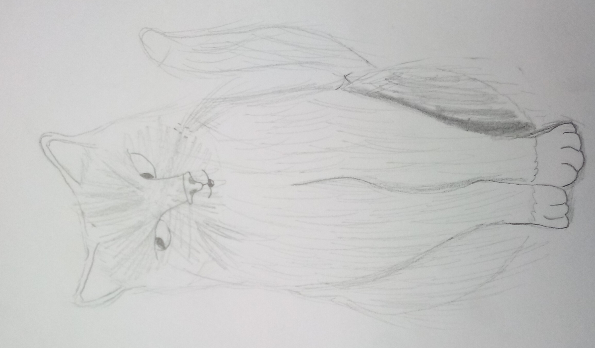 cat