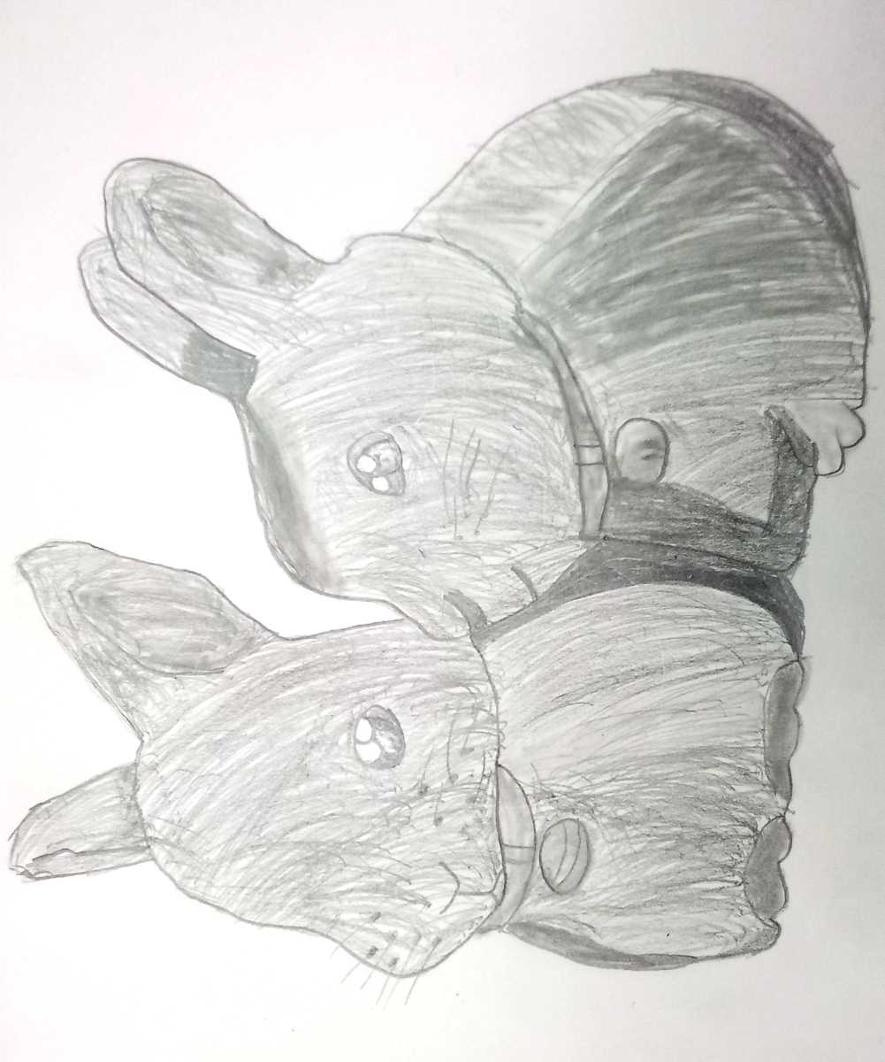 bunnies