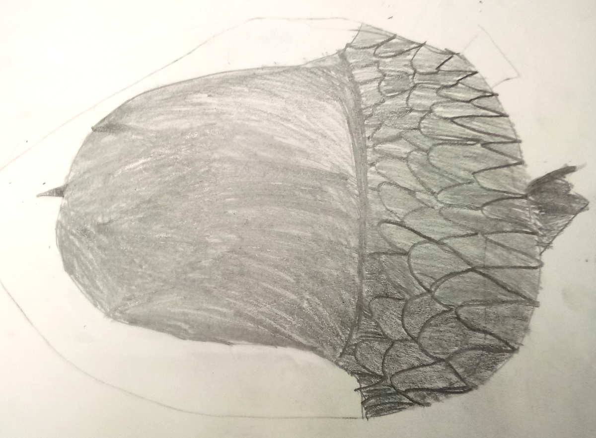 acorn
