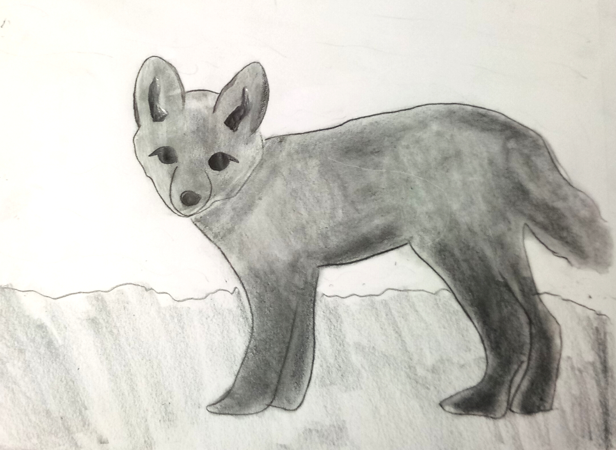 fox