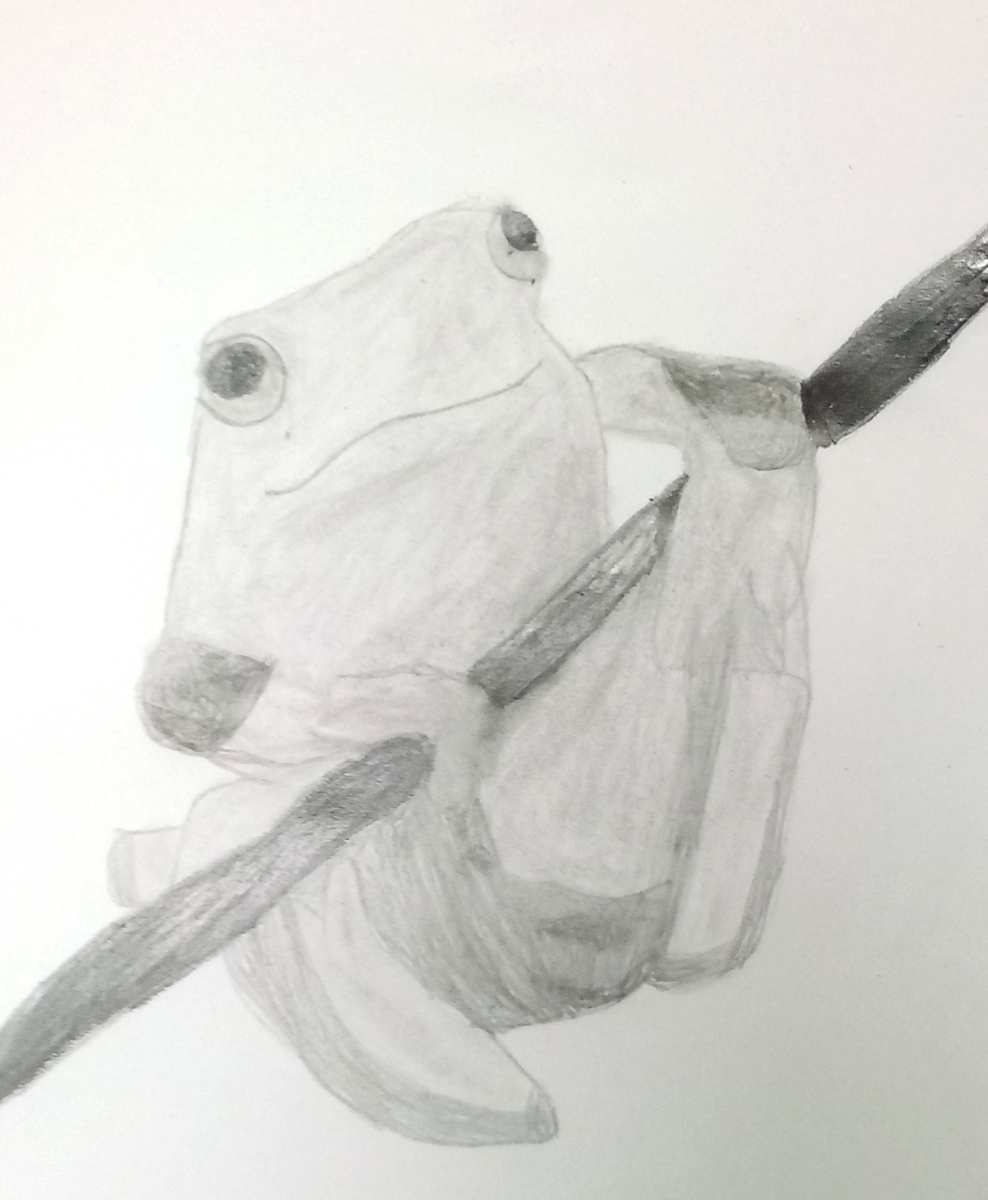 tree frog