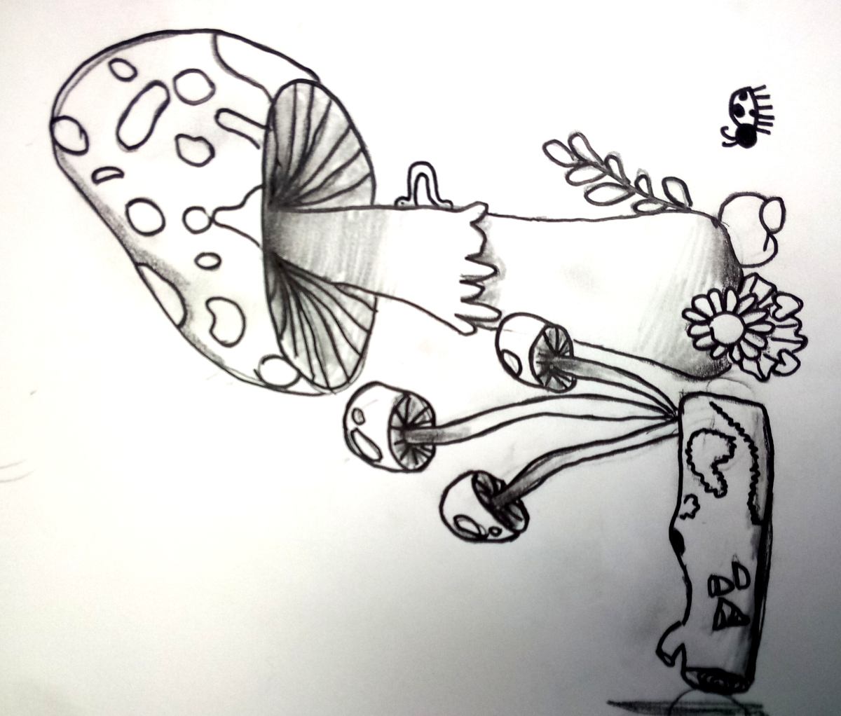 mushrooms