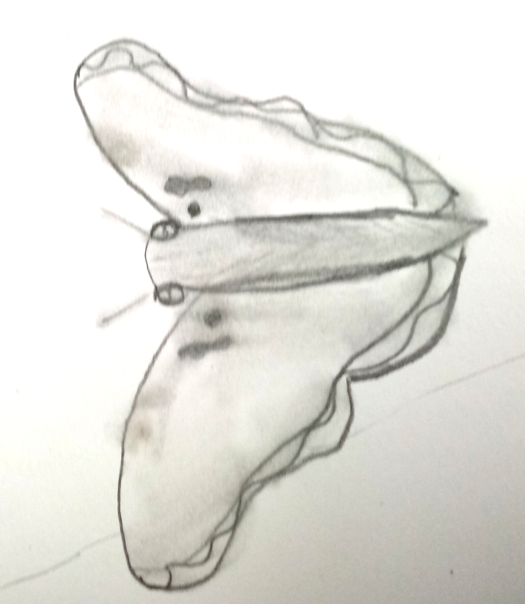 moth