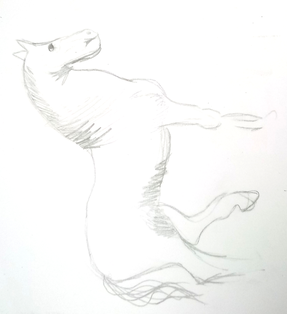 horse